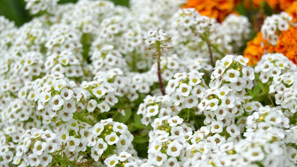 White sweet alyssum flowers.