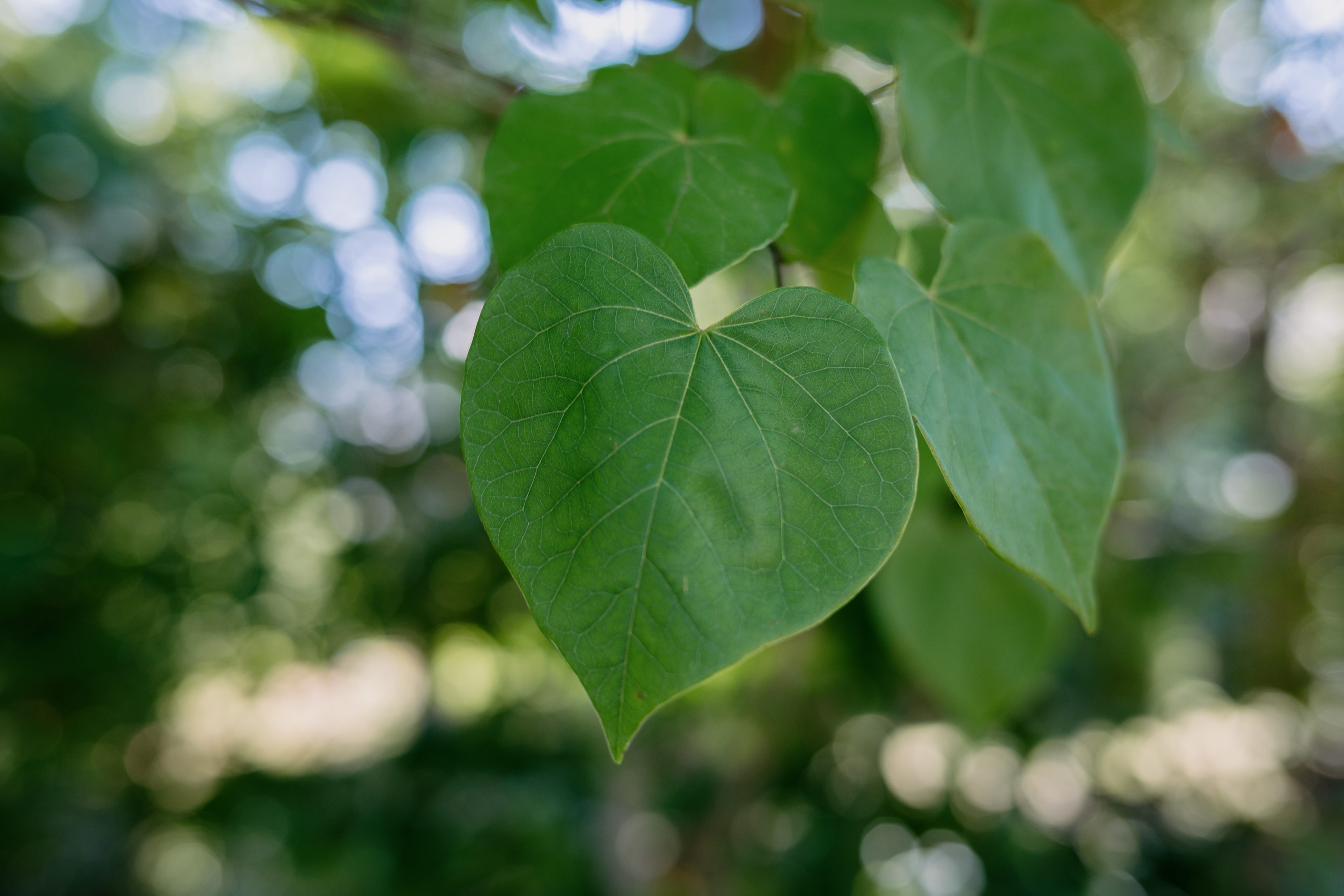 heart shaped plants redbud