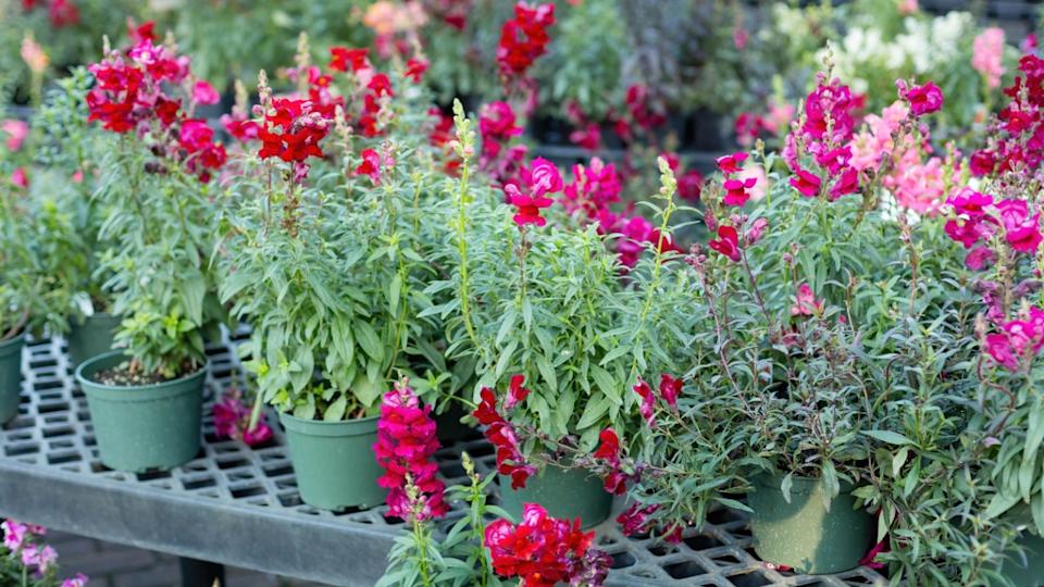 Pink Snapdragon flowers potted on a stand at a garden center.