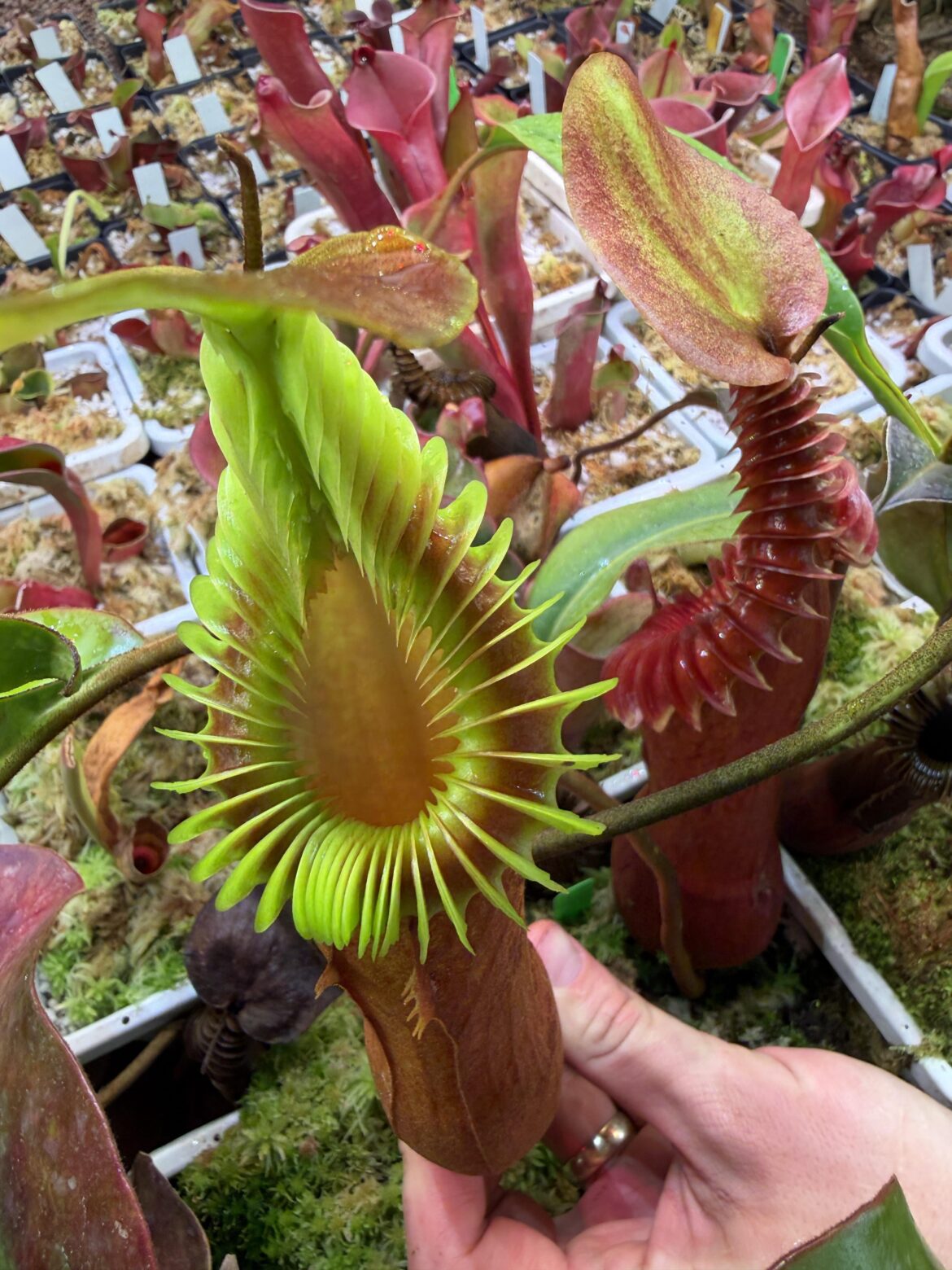 Nepenthes edwardsiana x macrophylla