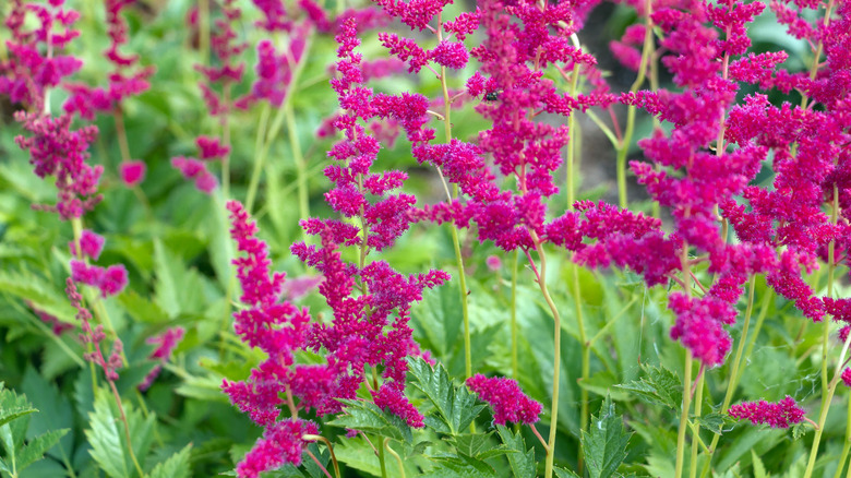 Closeup of pink false goat's beard plumes