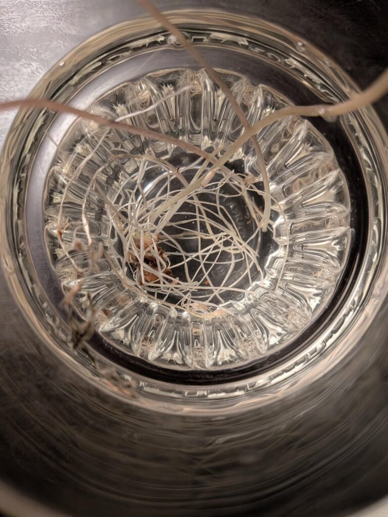 Is she ready to be potted?