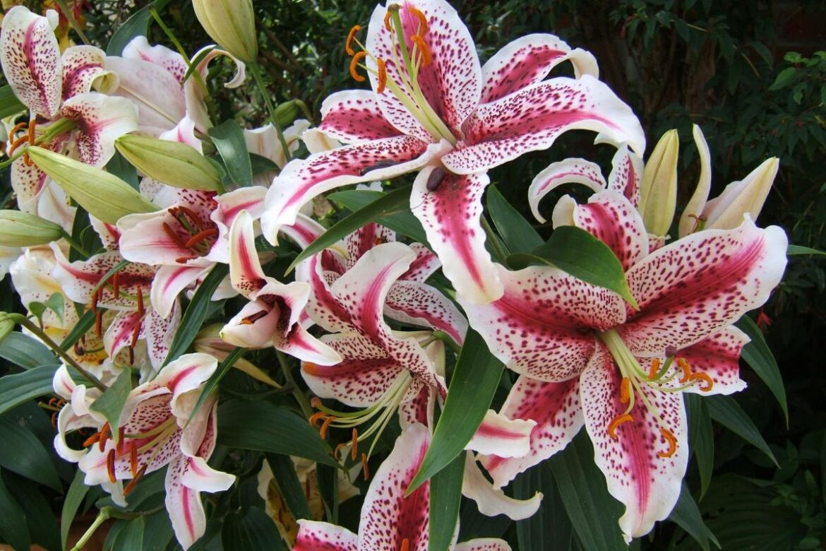 Gardening columns - Yahoo News UK