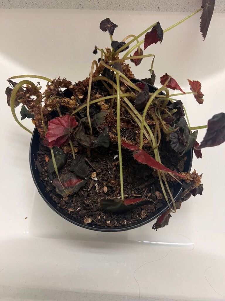 I am so embarrassed.