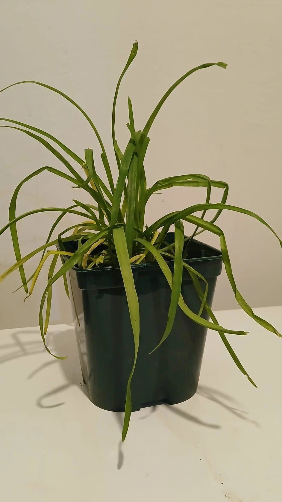 A plant with narrow green leaves in potted in a square black pot and placed on a white table in front of a white wall.