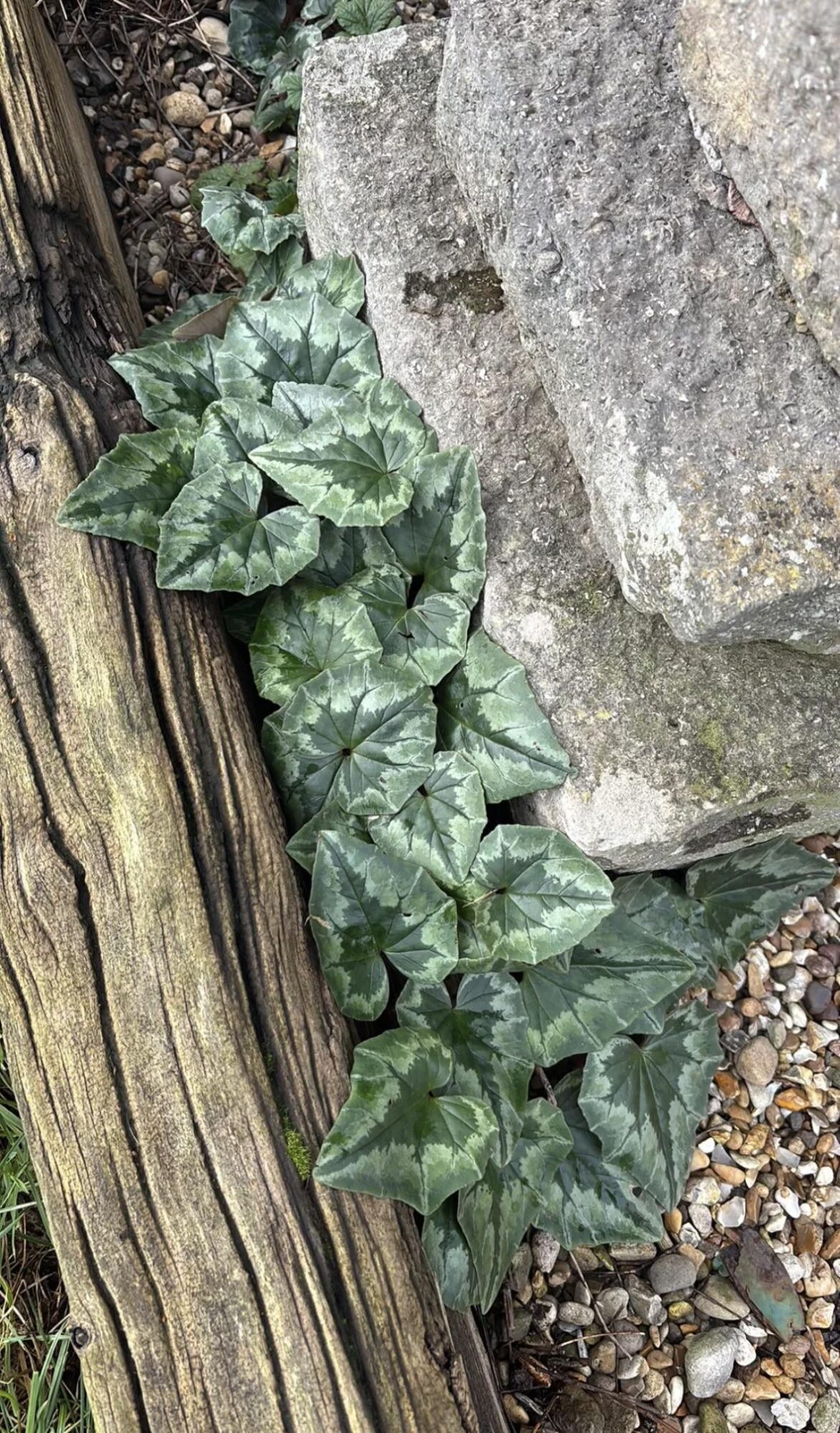 ID please? Just randomly popped up in my garden over winter