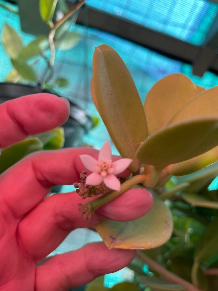 Hoya or Dischidia?