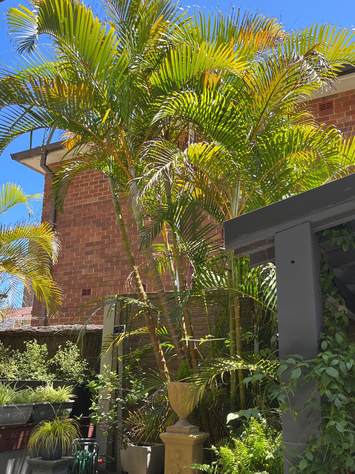 Which type of palm tree?