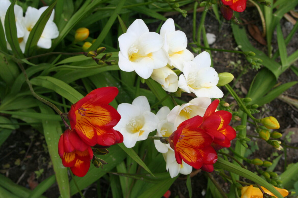 A month of maintenance in the garden cover A month of maintenance in the garden