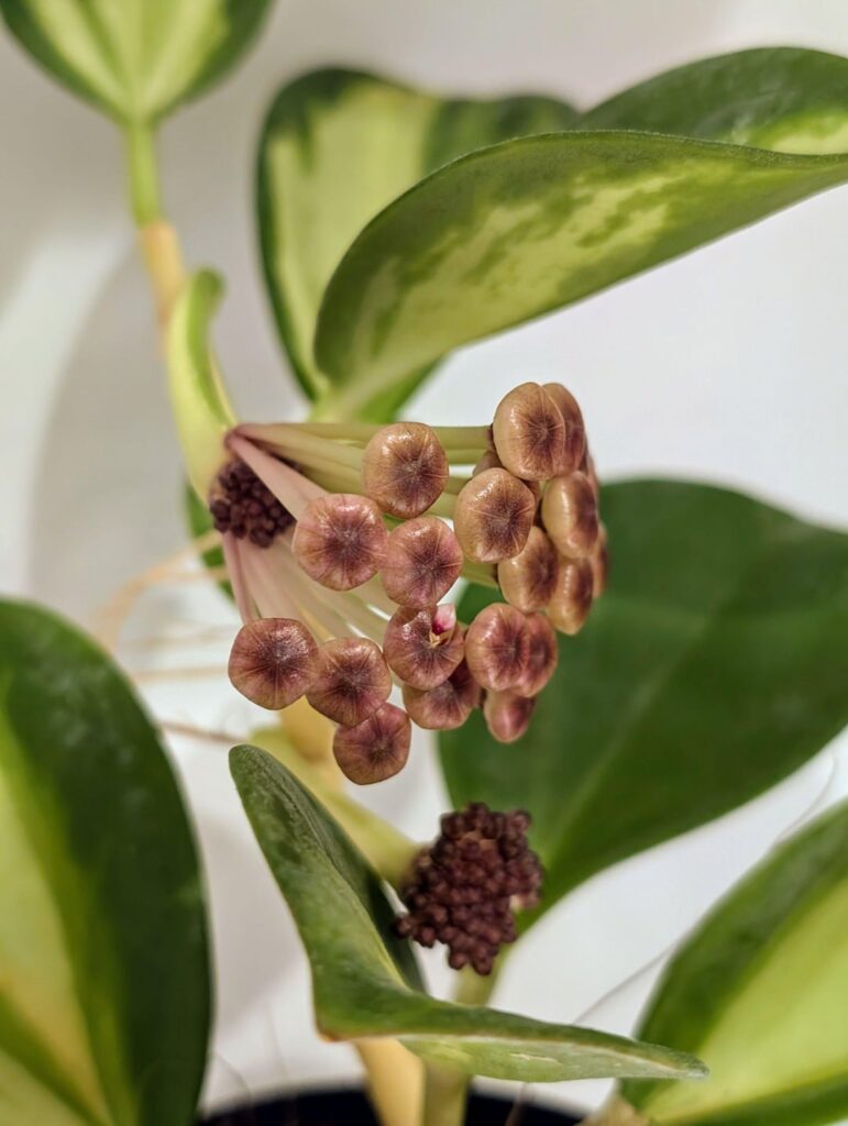 It's coming - Hoya subquintuplinervis inner variegated