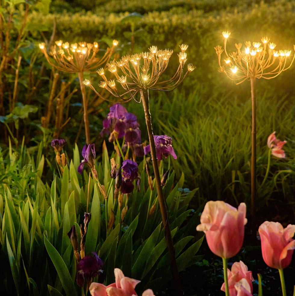 illuminated garden scene with flowers