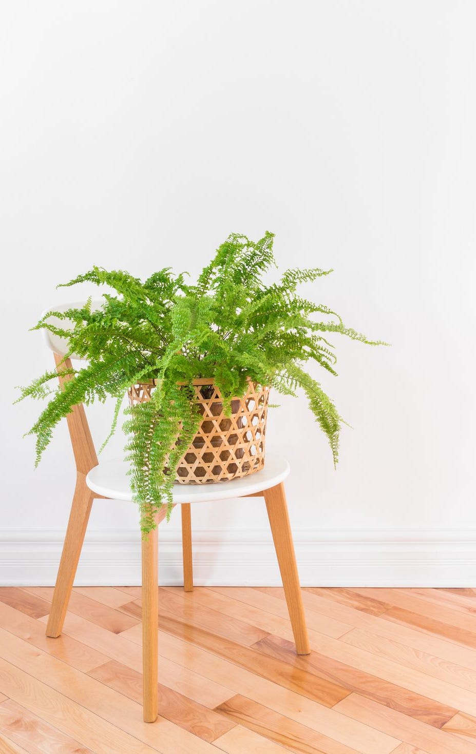 best aesthetic plants fern