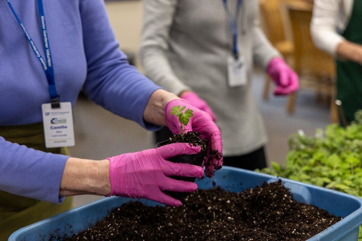 When to plant tomatoes, vegetables in Delaware. Here are some tips