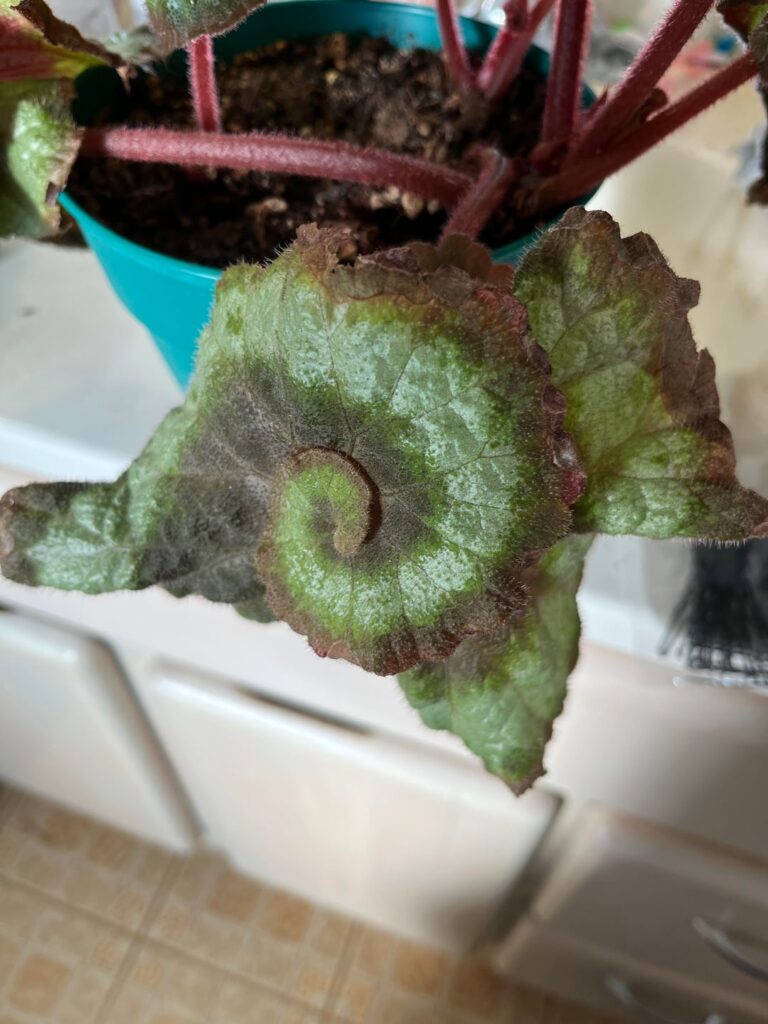 What am I reverting to?!