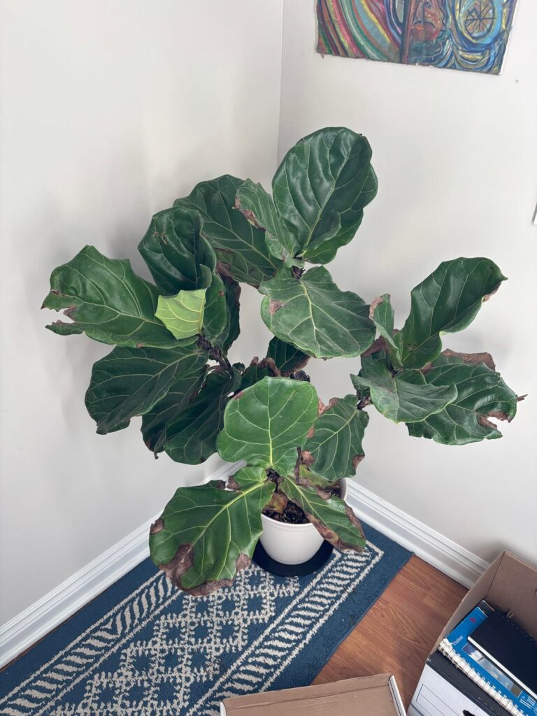 Seeking Advice (see post body)