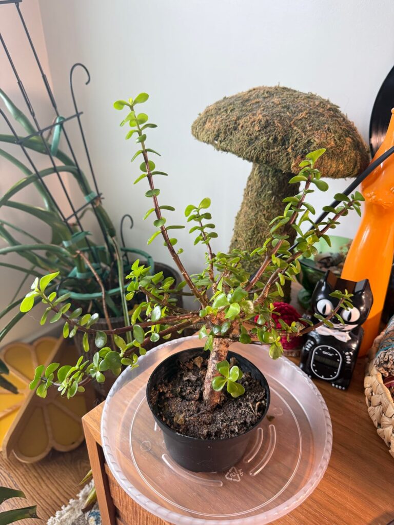 What kind of plant / bonsai is this?