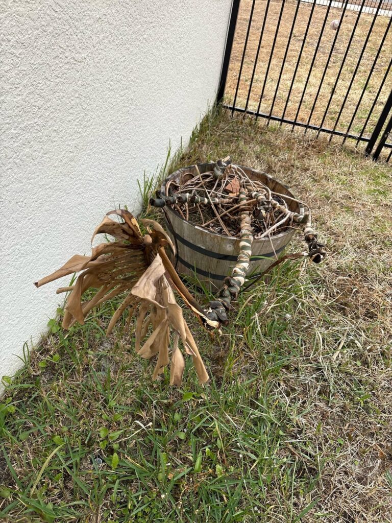 Florida cold temperatures killed my monstera