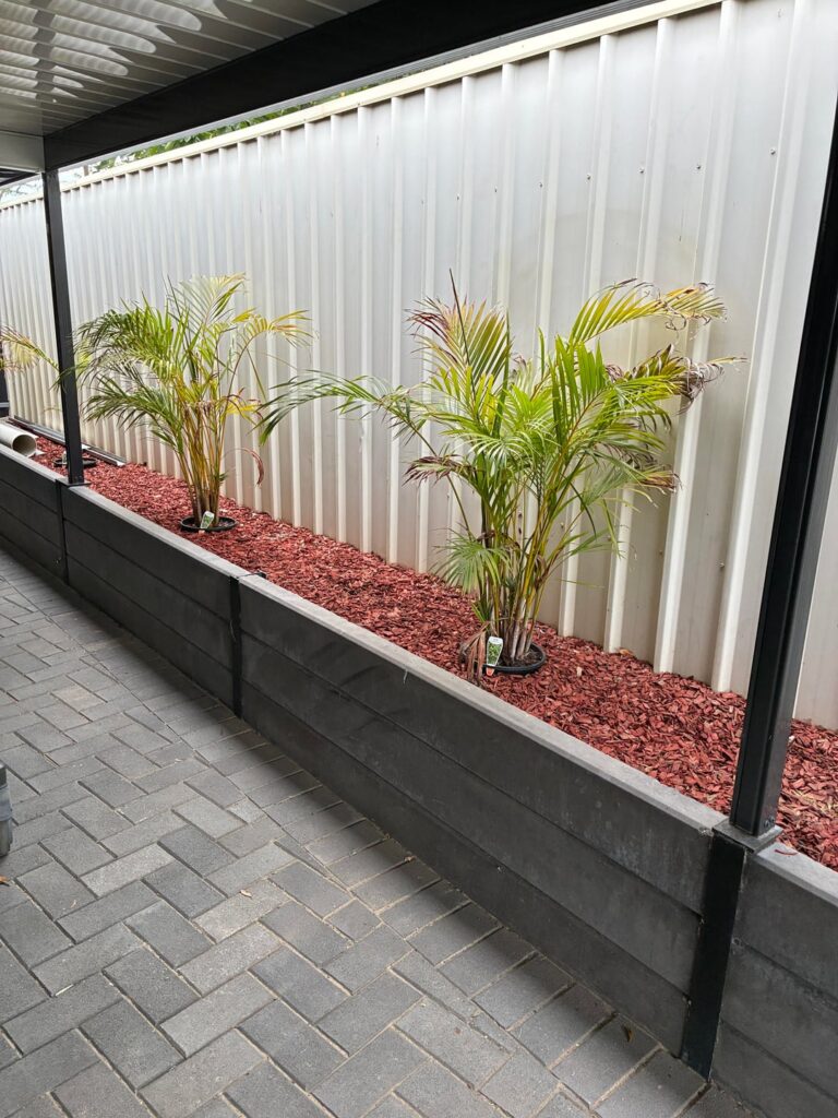 Palms – pots vs in ground Palms - pots vs in ground