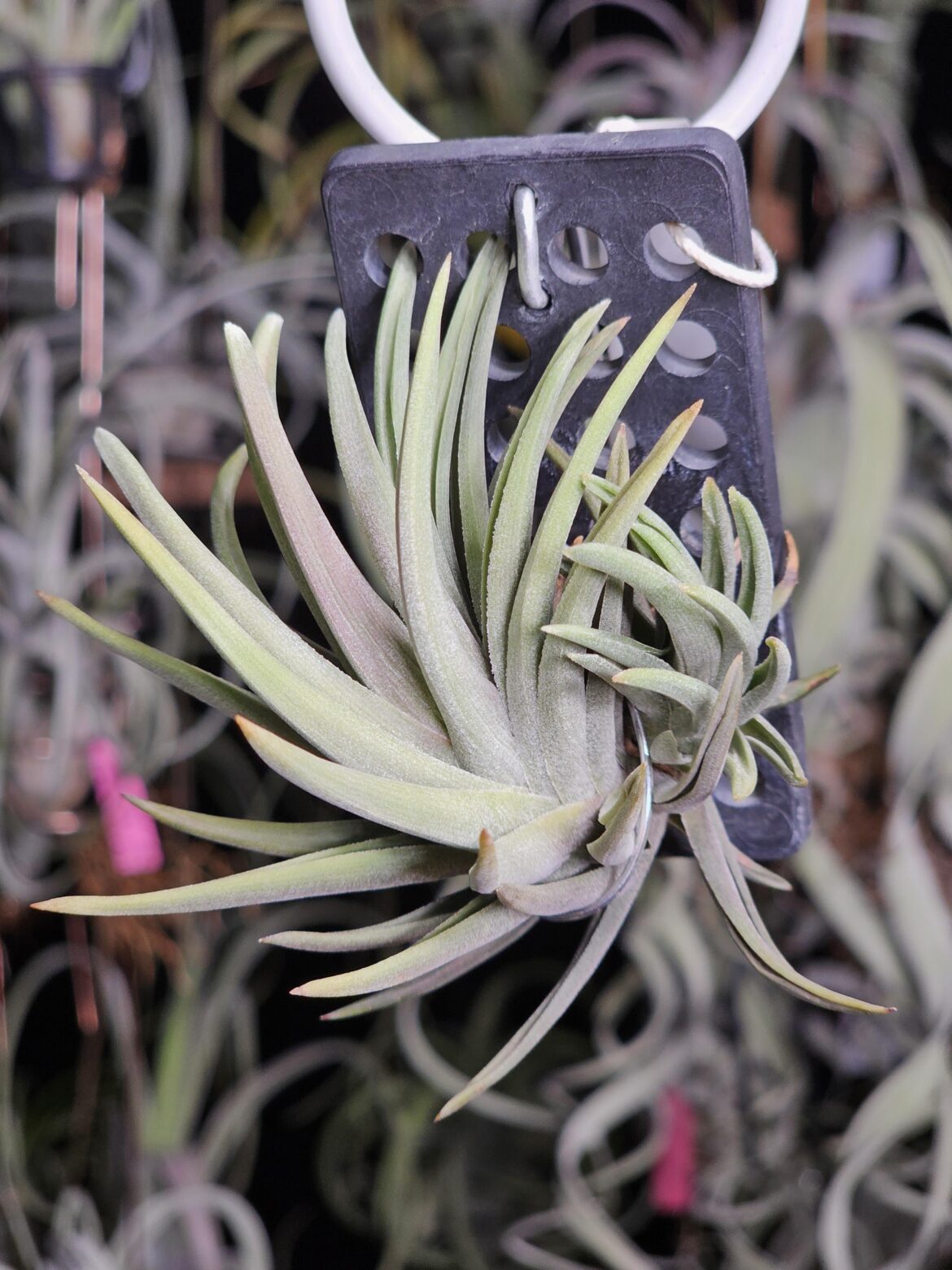 My Collection (Part 49): T. rosacea