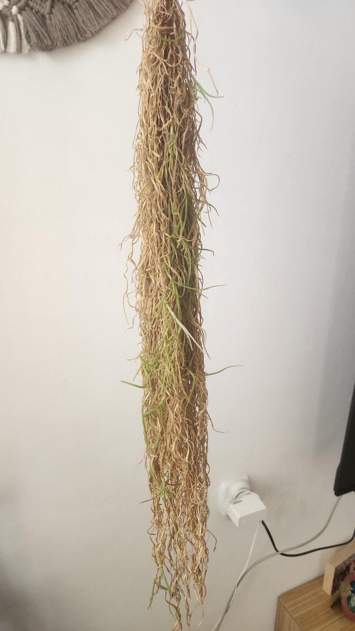 Can my spanish moss be saved?