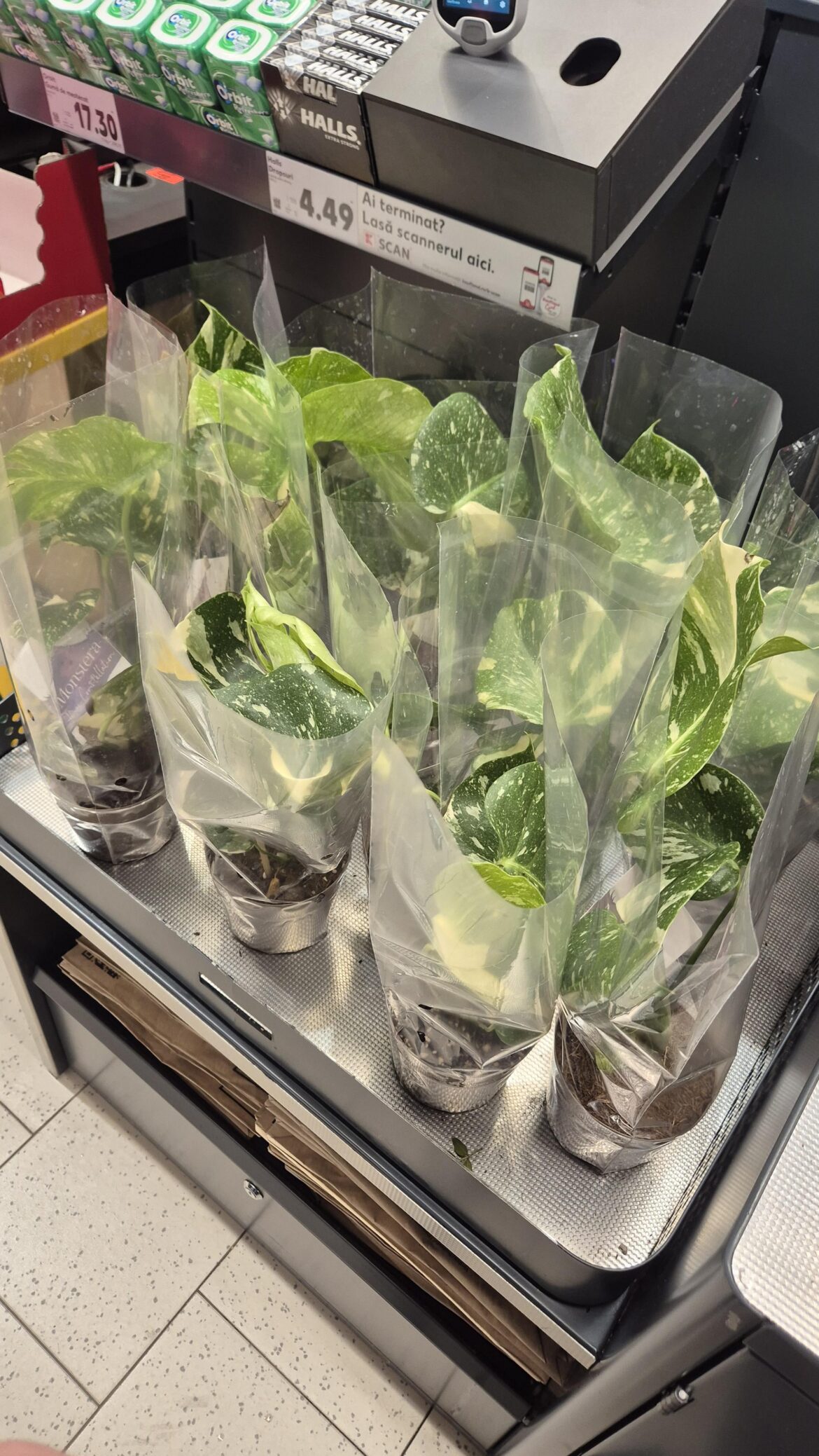 I paid 9$ for all these Thai Constellations, insane how cheap they got now, at least in Europe.