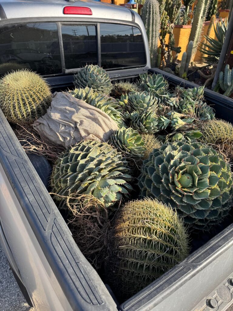 Succulent Rescue