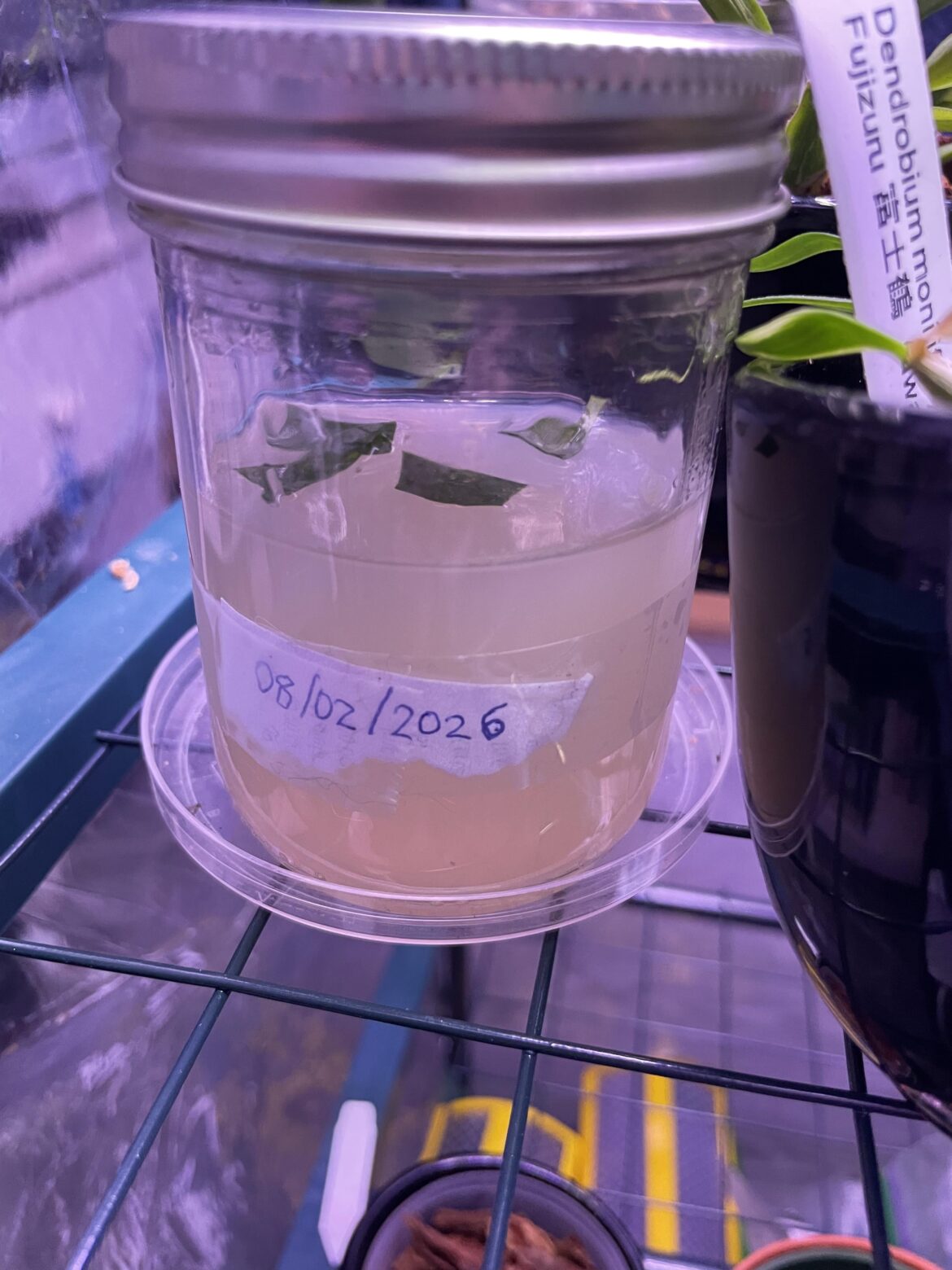 First attempt of cells culture of paph. Hope it work