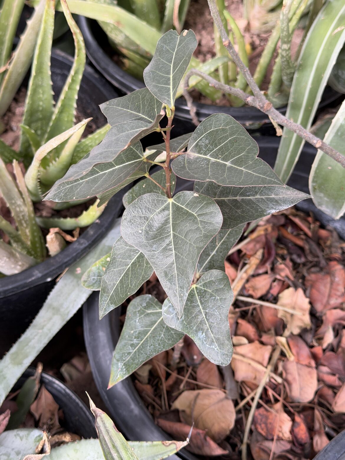 Volunteer in my Nursery