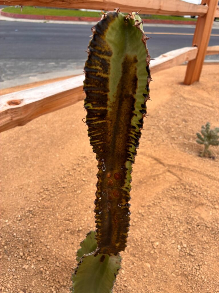 Turning black but not mushy