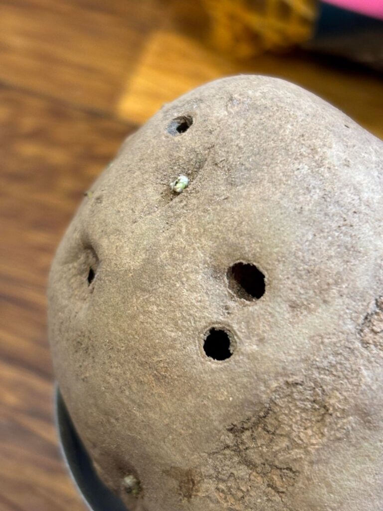 Is this seed potato ok to chit?