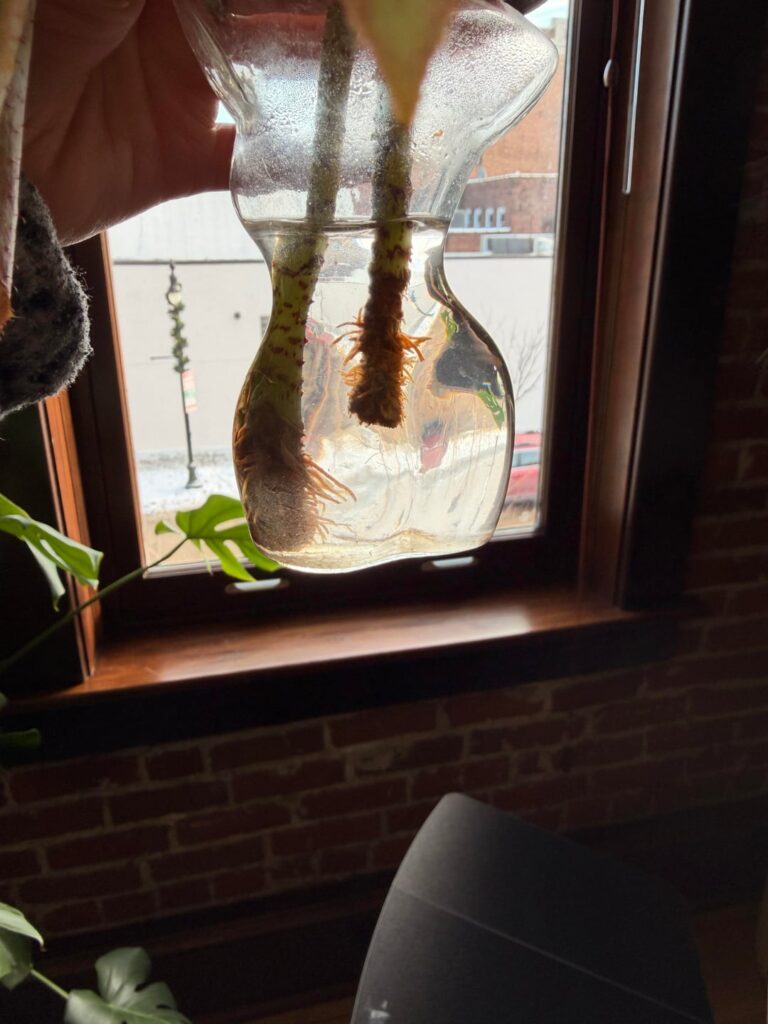 When should I transfer to soil?