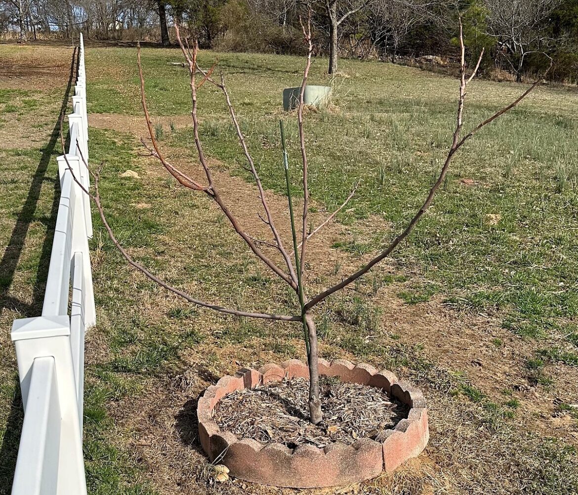 IN THE GARDEN: Wait until spring to assess winter damage to plants | The Arkansas Democrat-Gazette IN THE GARDEN: Wait until spring to assess winter damage to plants | The Arkansas Democrat-Gazette