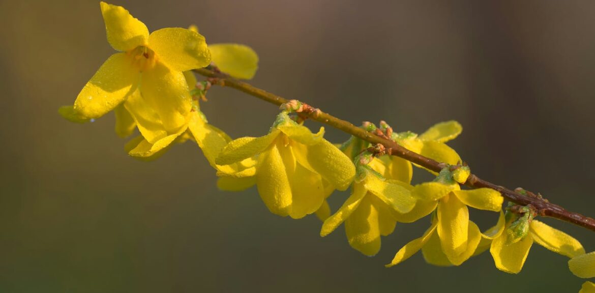 philosopher Byung-Chul Han on the radical power of gardening