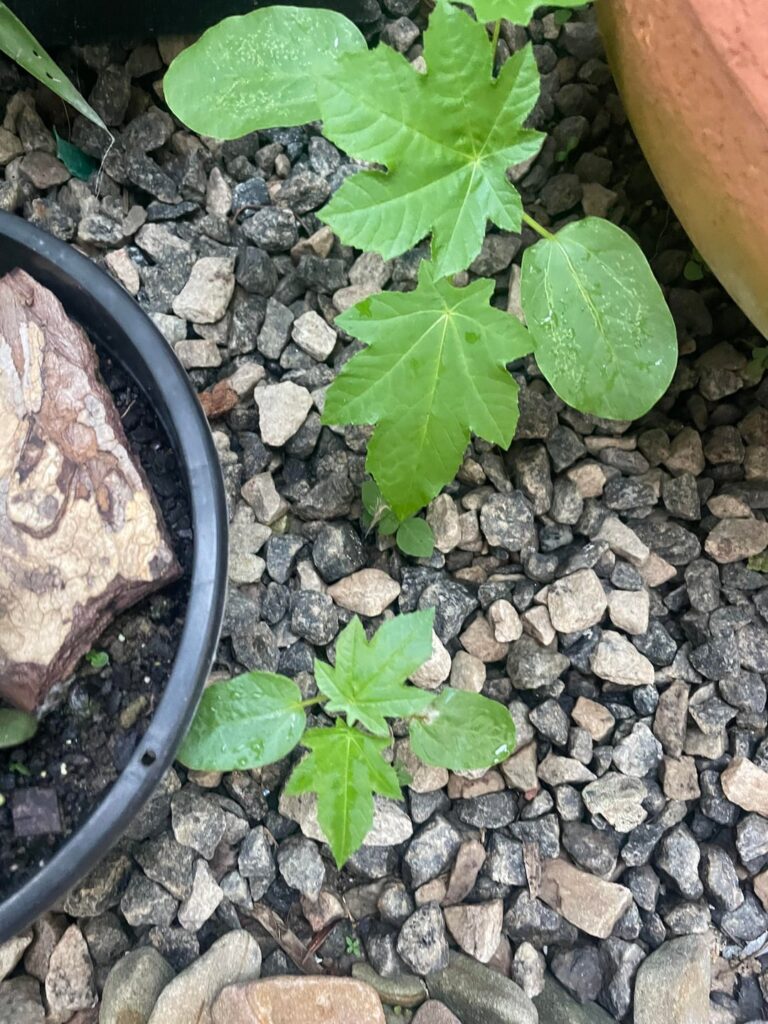 I found this plant in my garden