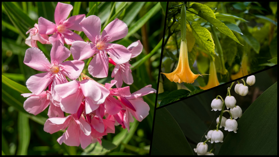 6 Flowers with a Deadly Secret flower