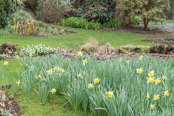 Flowers in a winter garden in February in the UK