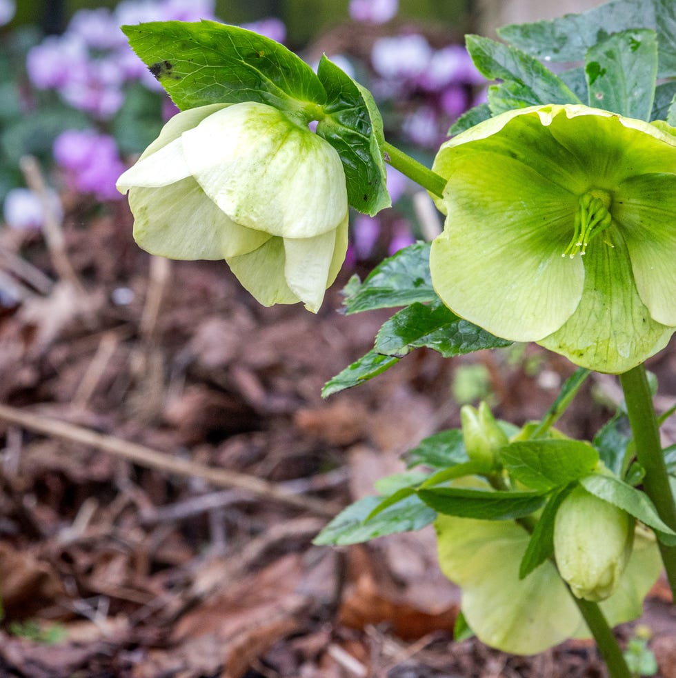 early flowering plants and flowers in a garden in winter in the united kingdon