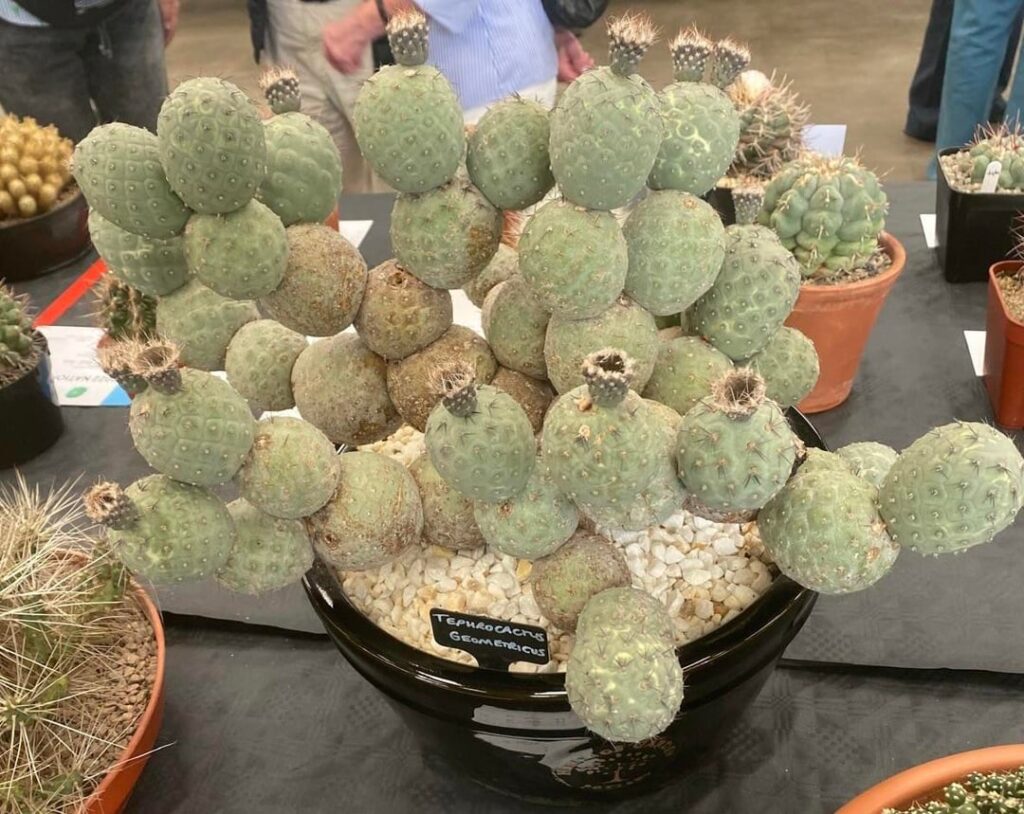 An absolute Unit of a Tephrocactus geometricus(not mine) my 20 yrs plus plant shown in second pic