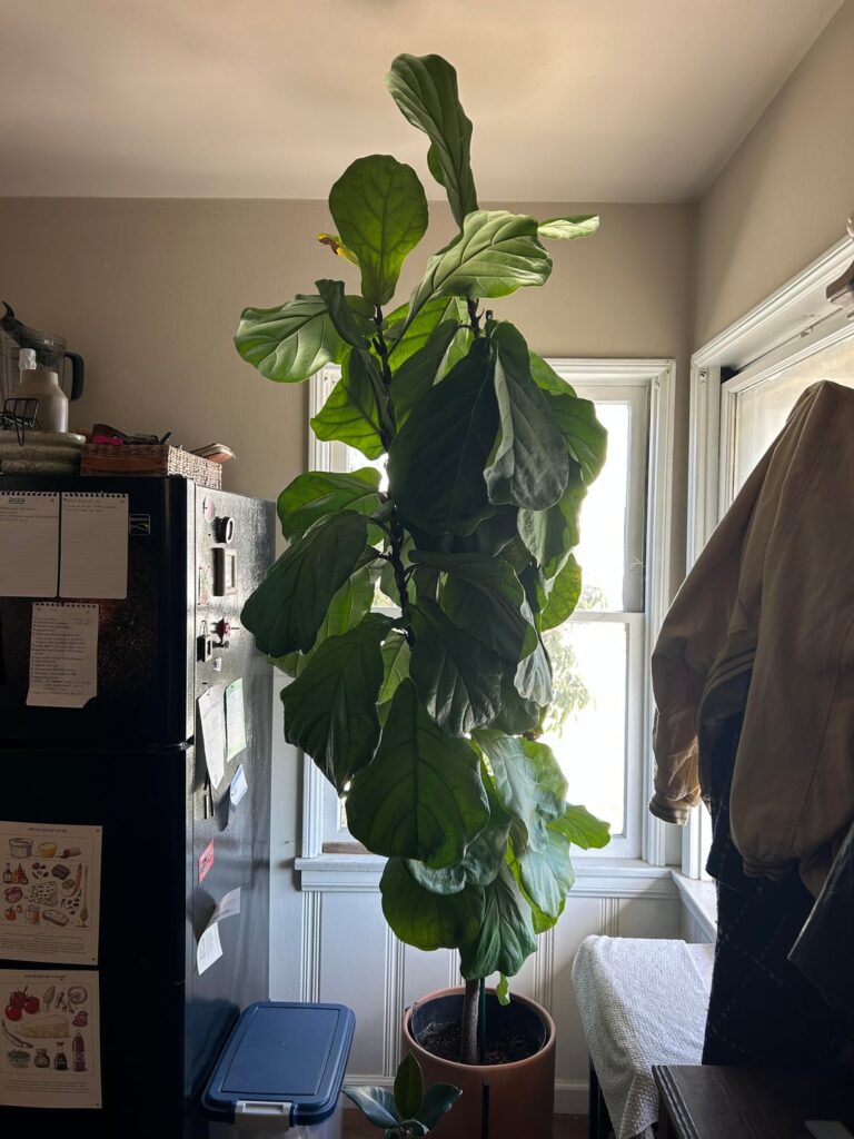Time to repot?