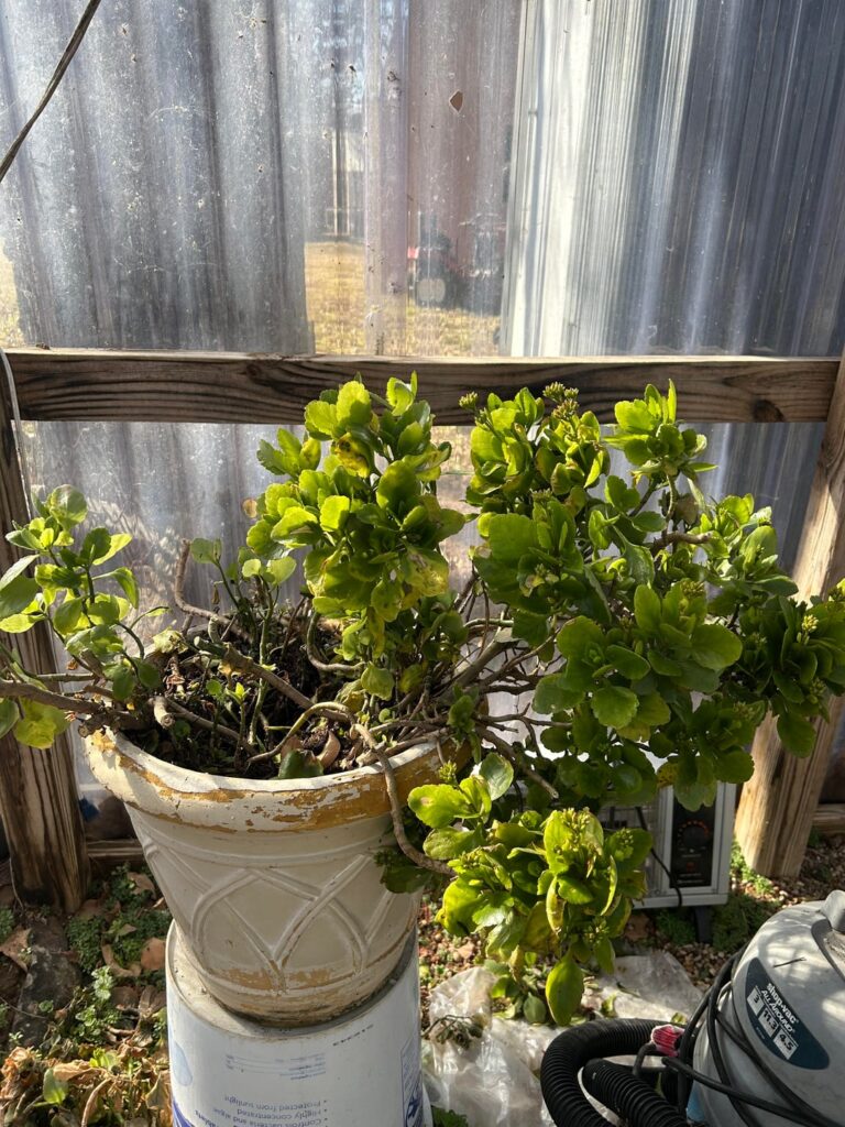 House Plant - what is it?