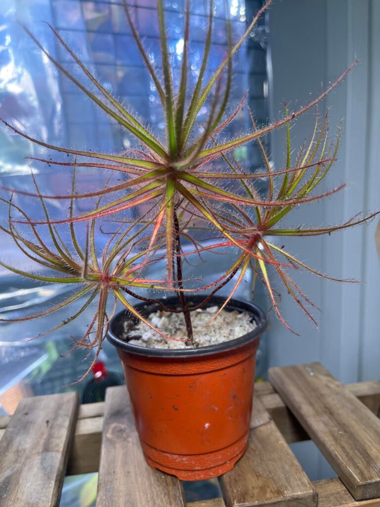 Meet my pretend-carnivores: