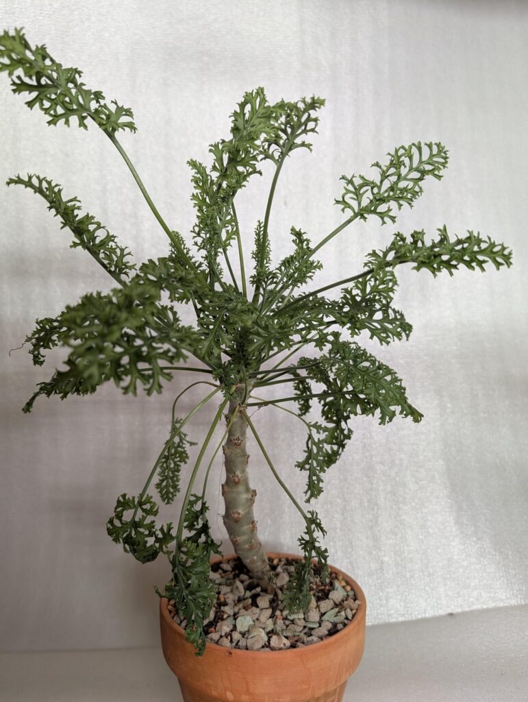Pelargonium Laxum the carrot like leaves plant