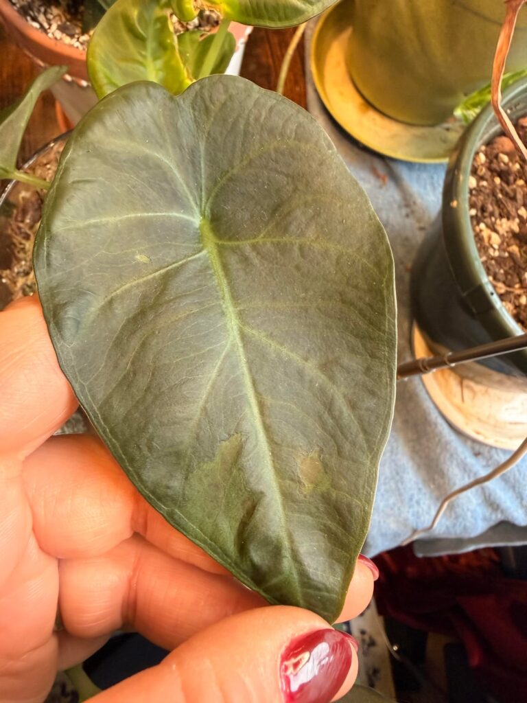 What’s going on with my regal shield babies? What’s going on with my regal shield babies?