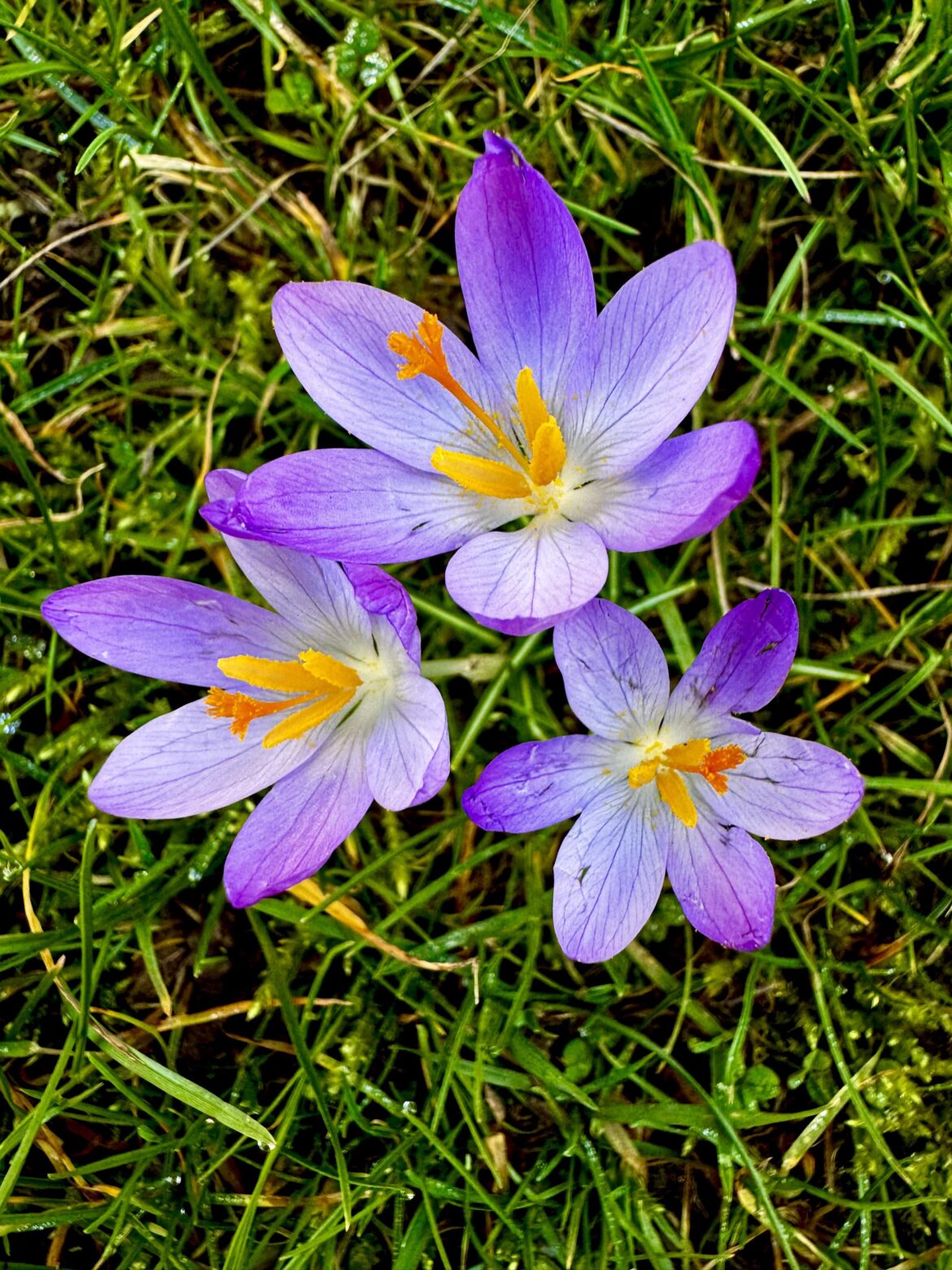 Crocuses bloomed [OC]