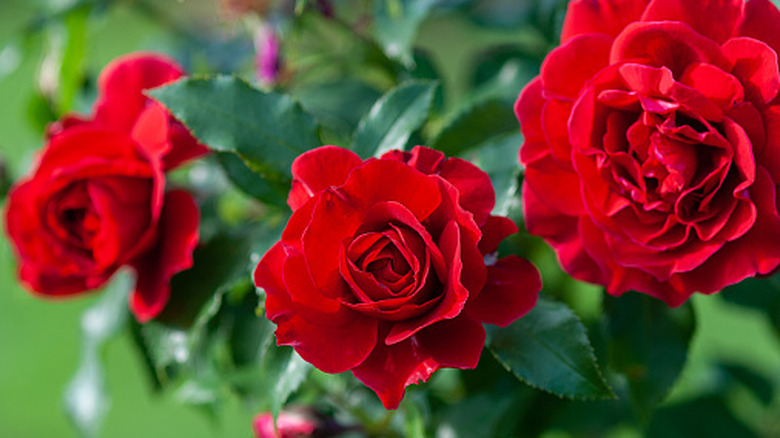 Red roses in bloom.
