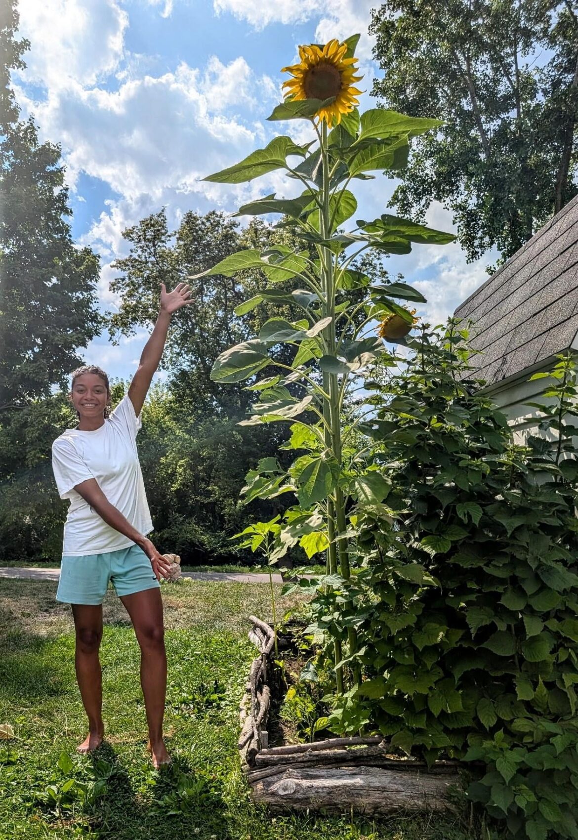 Big ass sunflowers give me life
