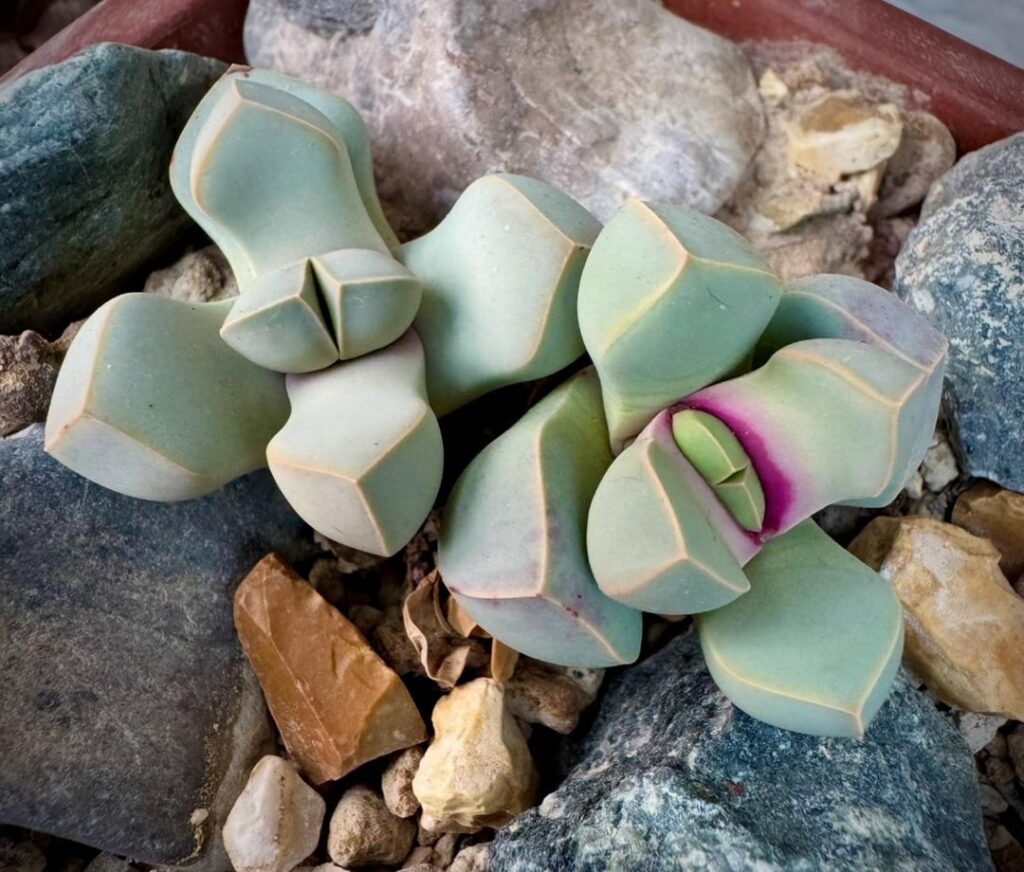 Possibly my favourite mesemb- Lapidaria margaretae- I love their geometry and long lasting blooms