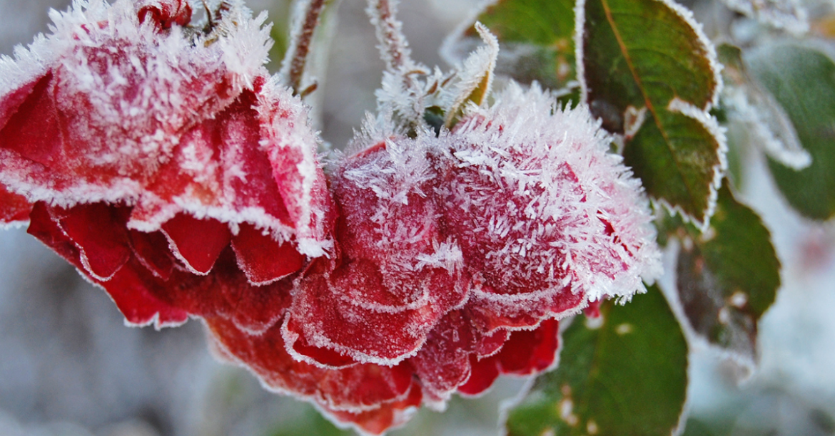 How to Protect Plants from Frost in Urban Gardens During Winter