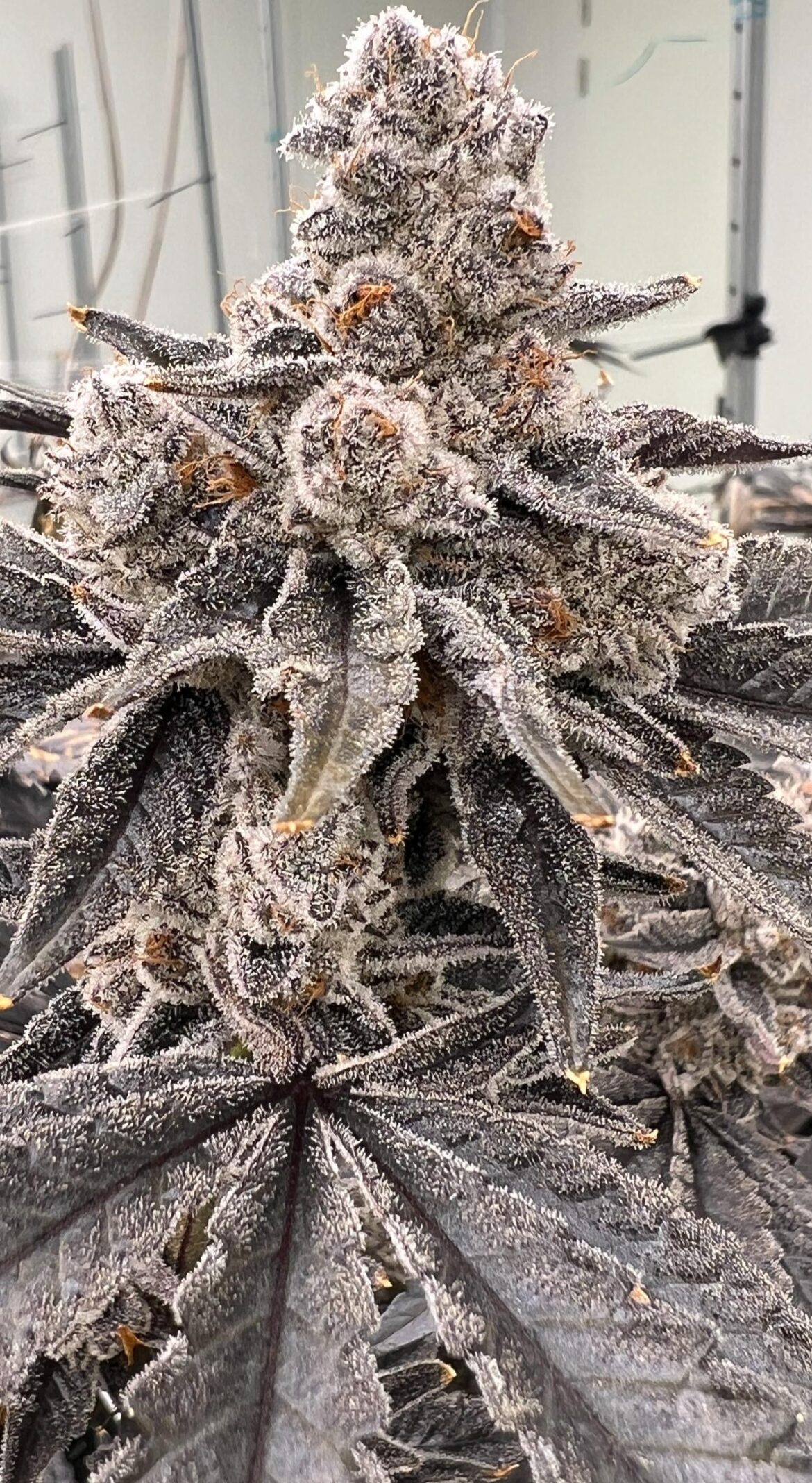 Blueberry Lobster = Blueberry x Blue Lobster 🫐🦞