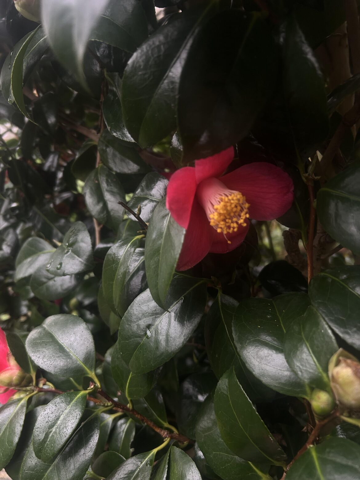 does anyone know what this plant is?